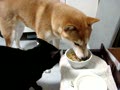猫にご飯を盗られそうになった犬